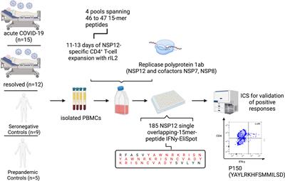 Evidence for broad cross-reactivity of the SARS-CoV-2 NSP12-directed CD4+ T-cell response with pre-primed responses directed against common cold coronaviruses